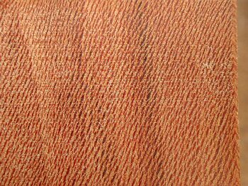 Platanus sp.