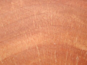 Malus communis