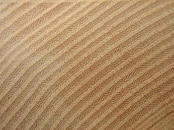 Ulmus sp.