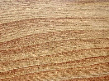 Ulmus campestris